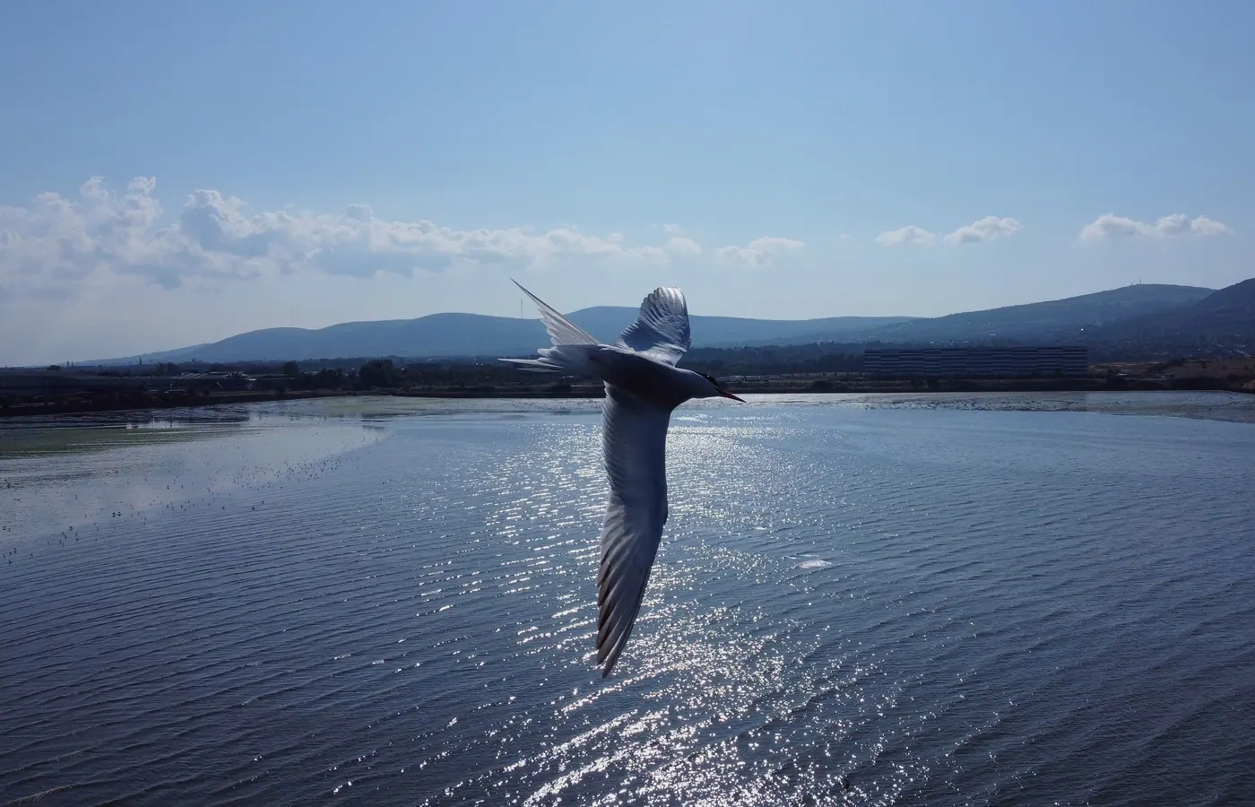 A gull crossing sunlit water in front of distant mountains