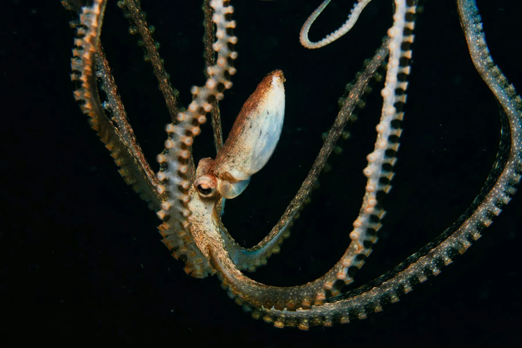 Octopus in the dark